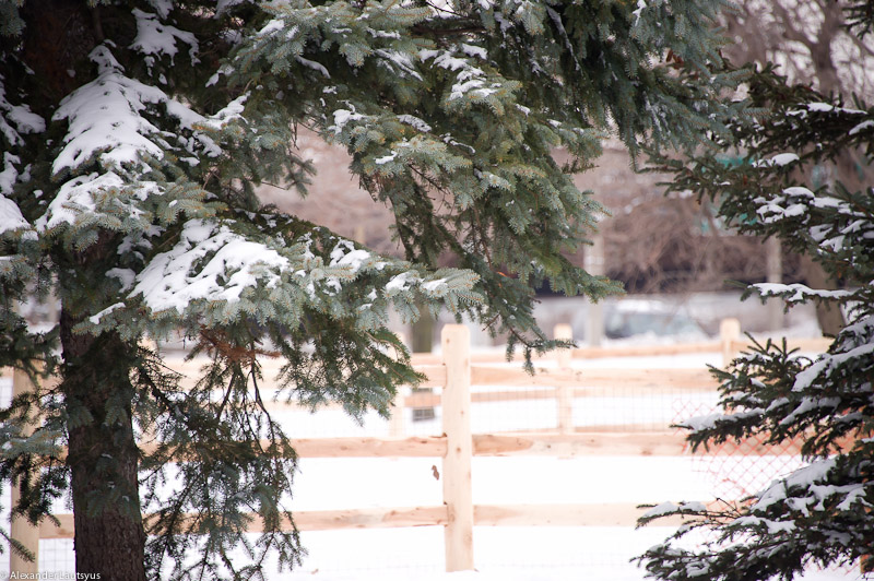 Pine tree under the snow