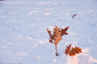 Oak Leaves under the snow