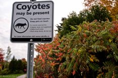 Coyotes in the Park