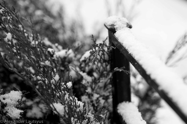 Snow on the fence