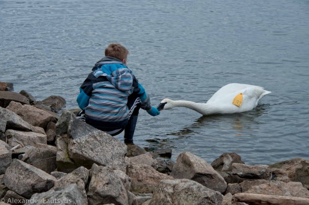 Trumpeter Swan and Boy