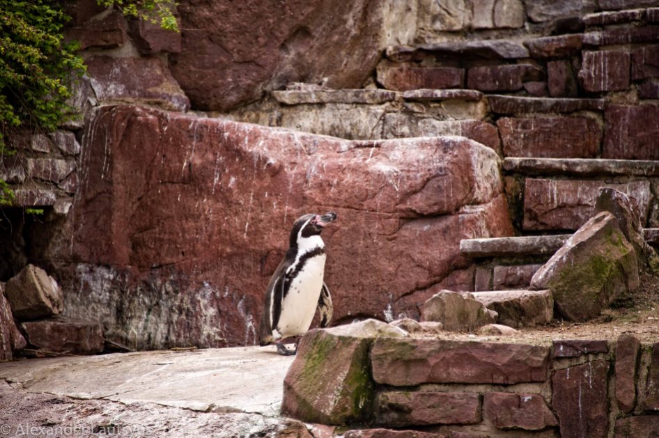 Karlsruhe Zoo, Penguin