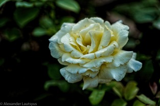 White Rose.